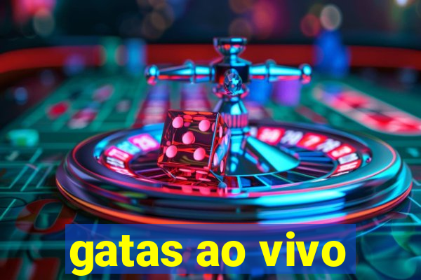 gatas ao vivo